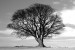 15_01_33---Tree-Black-and-White_web